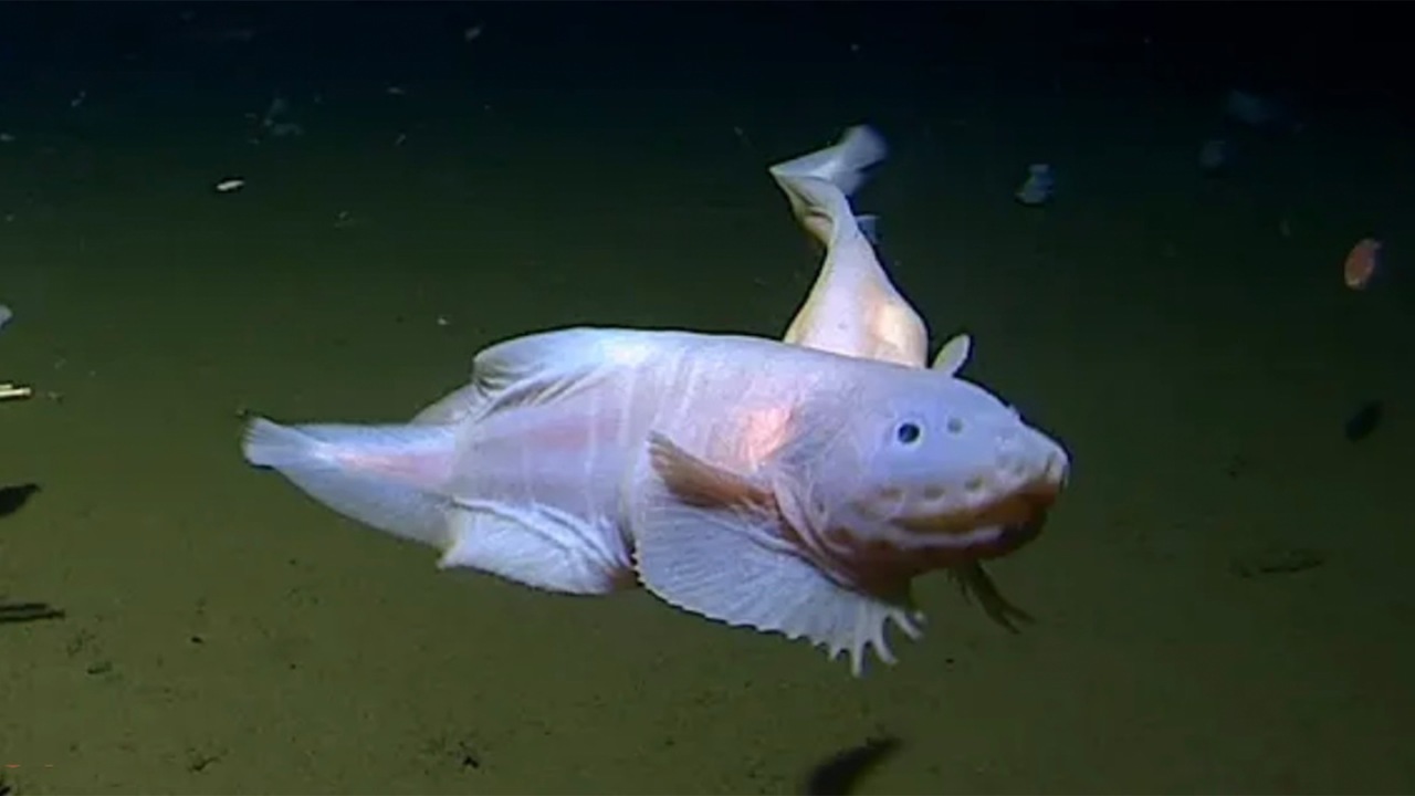 Pseudoliparis türü balık